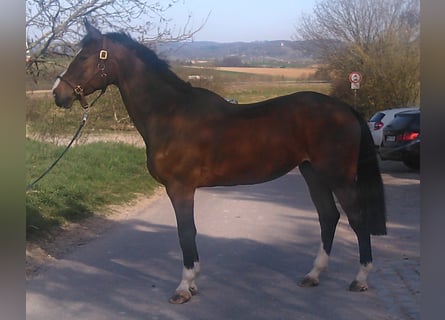 Württemberger, Stute, 16 Jahre, Brauner