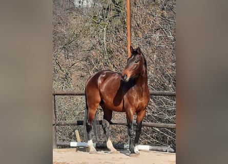 Wurttemberg-häst (Schwarzwaldhäst), Valack, 16 år, 175 cm, Brun