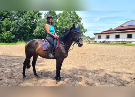 Zangersheide, Caballo castrado, 10 años, 167 cm, Castaño oscuro