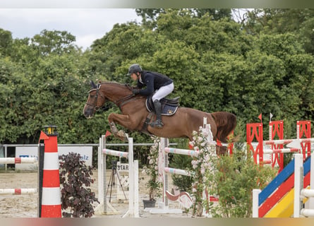 Zangersheide, Caballo castrado, 10 años, 172 cm, Alazán-tostado