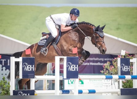 Zangersheide, Caballo castrado, 10 años, 172 cm, Castaño oscuro