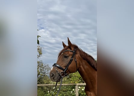 Zangersheide, Caballo castrado, 12 años, 171 cm, Alazán