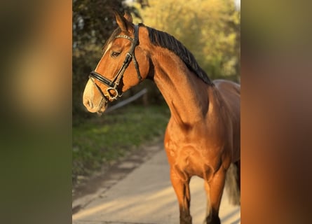 Zangersheide, Caballo castrado, 12 años, 173 cm, Castaño