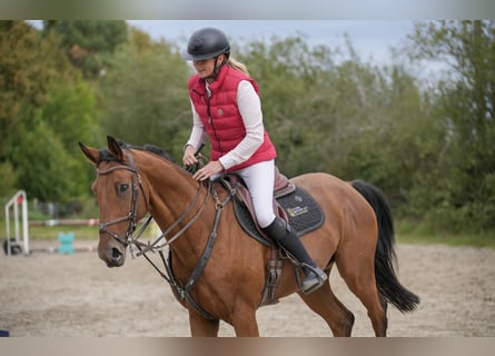 Zangersheide, Caballo castrado, 13 años, 167 cm, Morcillo