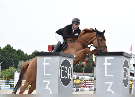 Zangersheide, Caballo castrado, 13 años, 170 cm, Alazán-tostado