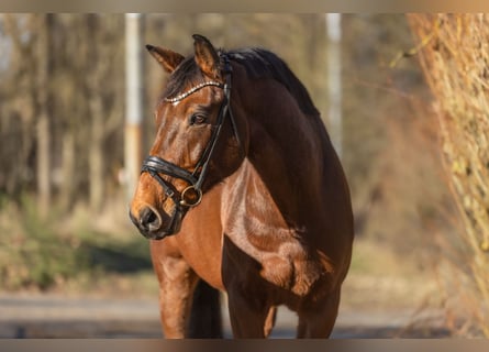 Zangersheide, Caballo castrado, 14 años, 169 cm