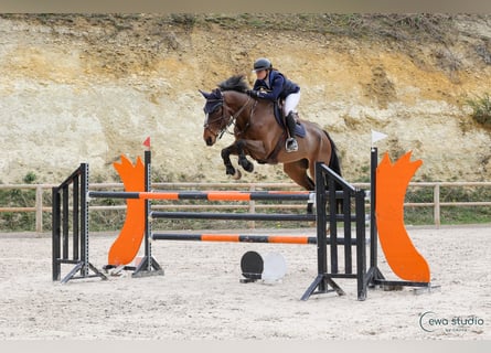 Zangersheide, Caballo castrado, 14 años, 170 cm, Castaño oscuro