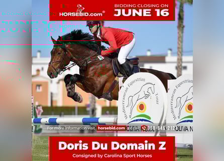 Zangersheide, Caballo castrado, 15 años, 178 cm, Castaño rojizo