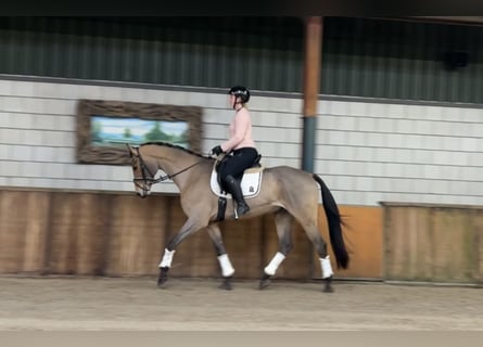 Zangersheide, Caballo castrado, 16 años, 169 cm, Castaño claro