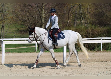 Zangersheide, Caballo castrado, 17 años, 168 cm, Tordo