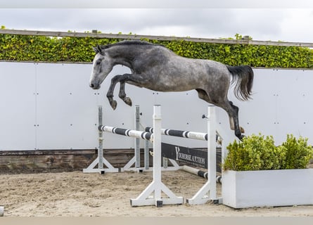 Zangersheide, Caballo castrado, 2 años, 161 cm