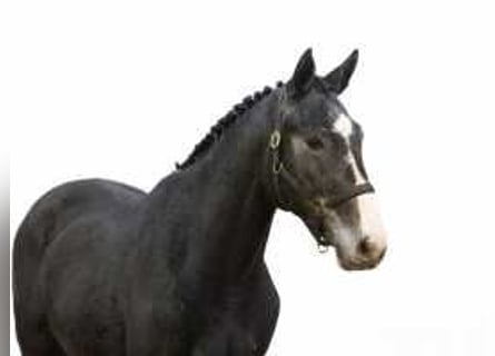 Zangersheide, Caballo castrado, 2 años, 165 cm, Tordo