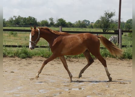 Zangersheide, Caballo castrado, 2 años, 168 cm, Alazán