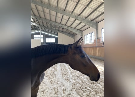 Zangersheide, Caballo castrado, 2 años, 168 cm, Castaño