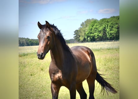 Zangersheide, Caballo castrado, 2 años, 168 cm, Castaño oscuro