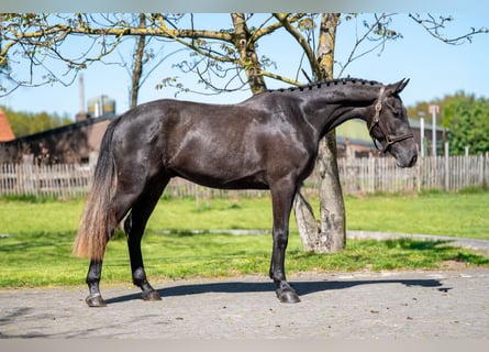 Zangersheide, Caballo castrado, 3 años, 161 cm