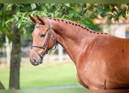 Zangersheide, Caballo castrado, 3 años, 163 cm, Alazán