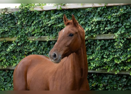 Zangersheide, Caballo castrado, 3 años, 163 cm, Alazán Zangersheide, Caballo castrado, 3 años, 163 cm, Alazán