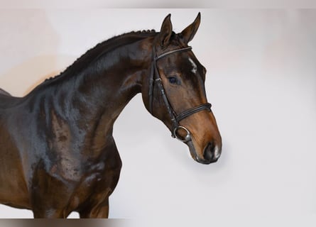 Zangersheide, Caballo castrado, 3 años, 163 cm, Castaño oscuro