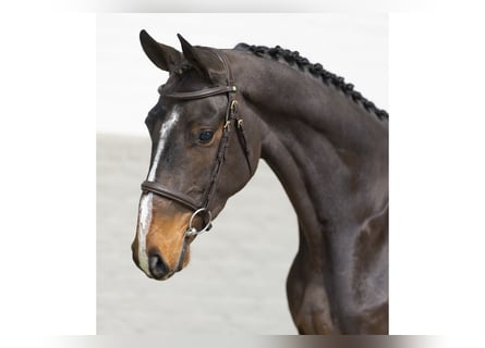 Zangersheide, Caballo castrado, 3 años, 165 cm, Castaño oscuro