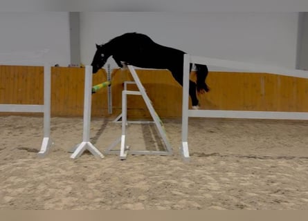 Zangersheide, Caballo castrado, 3 años, 167 cm, Negro