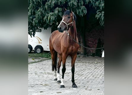 Zangersheide, Caballo castrado, 3 años, 169 cm, Castaño