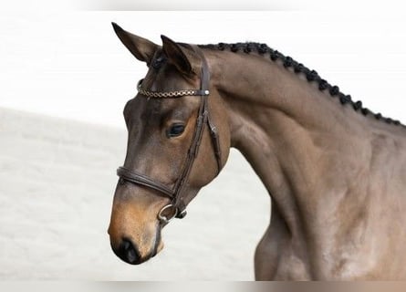 Zangersheide, Caballo castrado, 3 años, 170 cm, Castaño