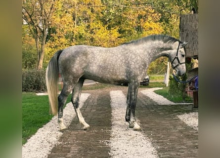 Zangersheide, Caballo castrado, 3 años, 173 cm, Tordo ruano