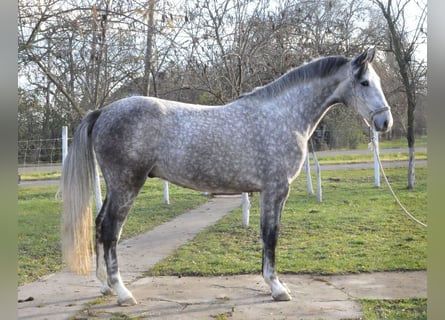 Zangersheide, Caballo castrado, 3 años, 173 cm, Tordo ruano