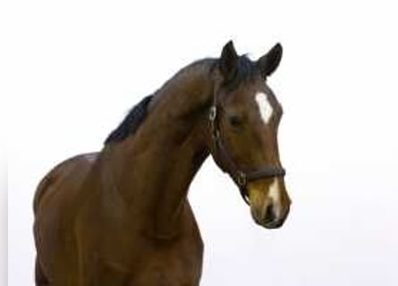 Zangersheide, Caballo castrado, 3 años, 177 cm, Castaño