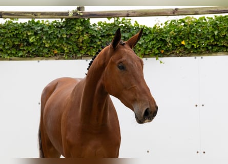 Zangersheide, Caballo castrado, 3 años, 178 cm, Castaño Zangersheide, Caballo castrado, 3 años, 178 cm, Castaño