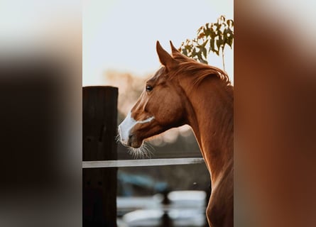 Zangersheide, Caballo castrado, 3 años, Alazán