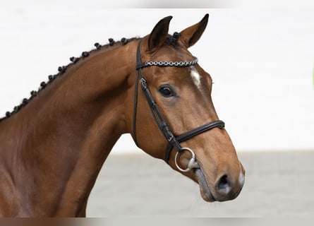 Zangersheide, Caballo castrado, 3 años, Castaño claro