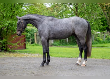 Zangersheide, Caballo castrado, 3 años, White/Blanco