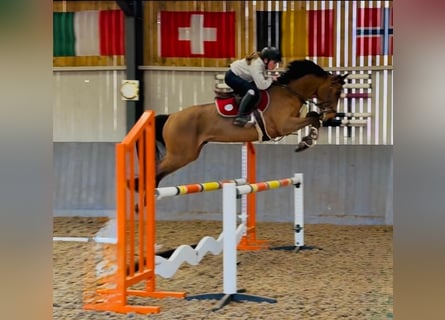 Zangersheide, Caballo castrado, 4 años, 158 cm, Castaño