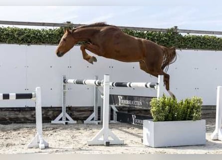 Zangersheide, Caballo castrado, 4 años, 162 cm, Alazán