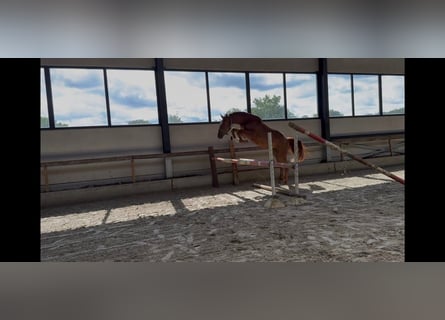 Zangersheide, Caballo castrado, 4 años, 162 cm