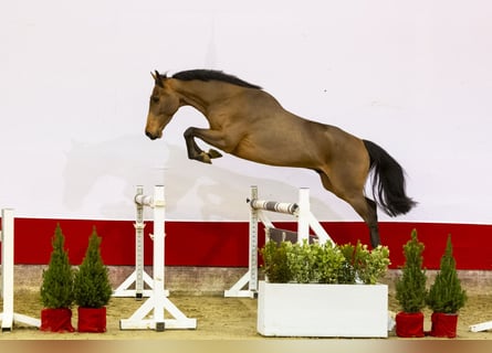 Zangersheide, Caballo castrado, 4 años, 162 cm, Castaño