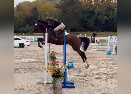 Zangersheide, Caballo castrado, 4 años, 162 cm, Castaño oscuro