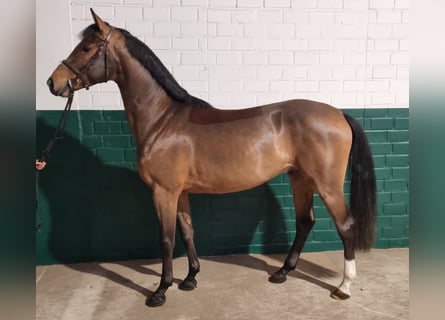 Zangersheide, Caballo castrado, 4 años, 163 cm, Castaño