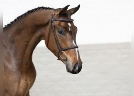 Zangersheide, Caballo castrado, 4 años, 164 cm, Castaño