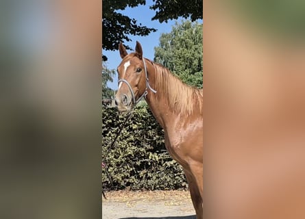 Zangersheide, Caballo castrado, 4 años, 165 cm