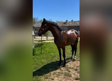 Zangersheide, Caballo castrado, 4 años, 165 cm, Castaño