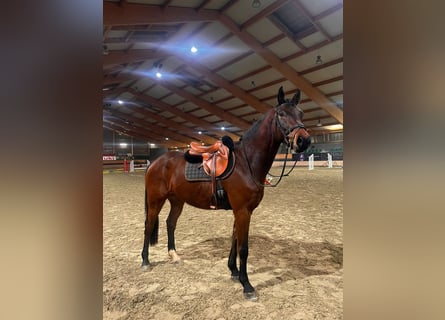 Zangersheide, Caballo castrado, 4 años, 165 cm, Castaño