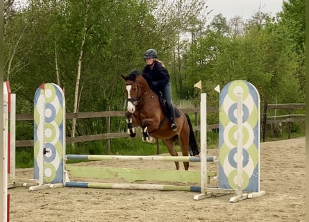 Zangersheide, Caballo castrado, 4 años, 165 cm, Castaño