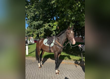 Zangersheide, Caballo castrado, 4 años, 165 cm, Castaño Zangersheide, Caballo castrado, 4 años, 165 cm, Castaño