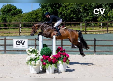 Zangersheide, Caballo castrado, 4 años, 165 cm, Castaño oscuro