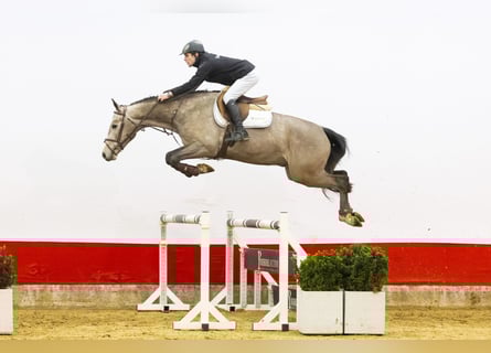 Zangersheide, Caballo castrado, 4 años, 166 cm
