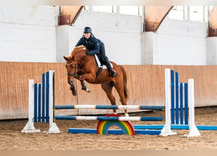 Zangersheide, Caballo castrado, 4 años, 167 cm, Alazán