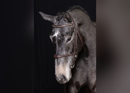 Zangersheide, Caballo castrado, 4 años, 167 cm, Tordo